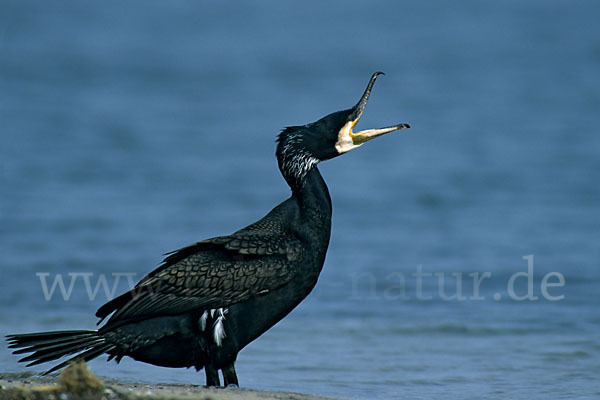 Kormoran (Phalacrocorax carbo)