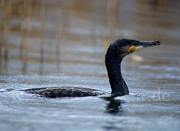 Kormoran (Phalacrocorax carbo)