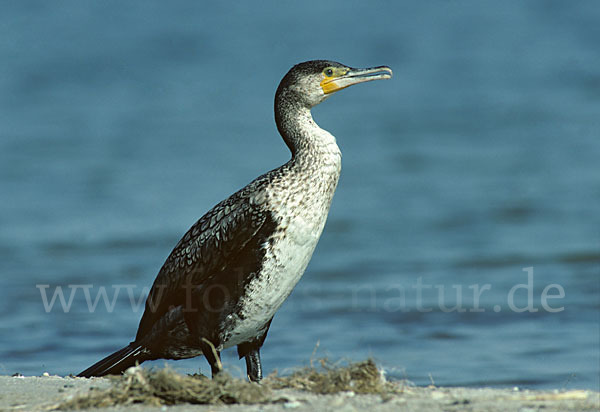 Kormoran (Phalacrocorax carbo)