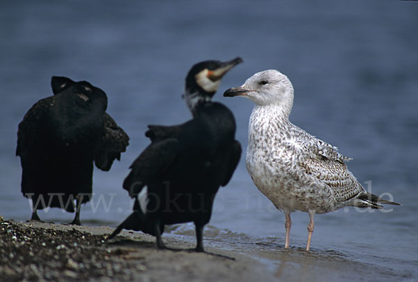 Kormoran (Phalacrocorax carbo)