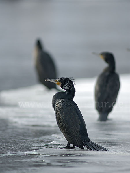 Kormoran (Phalacrocorax carbo)