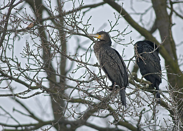 Kormoran (Phalacrocorax carbo)