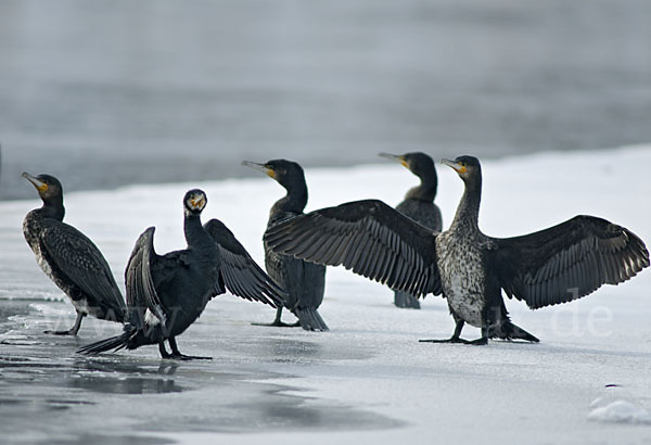 Kormoran (Phalacrocorax carbo)