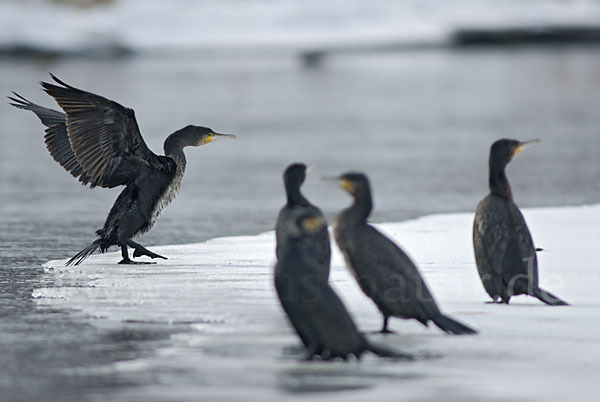 Kormoran (Phalacrocorax carbo)