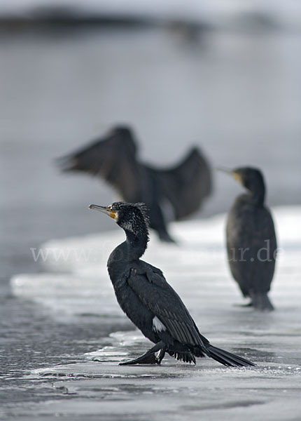 Kormoran (Phalacrocorax carbo)