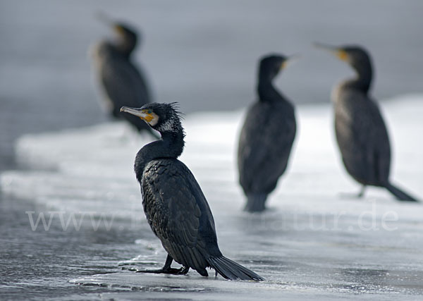 Kormoran (Phalacrocorax carbo)