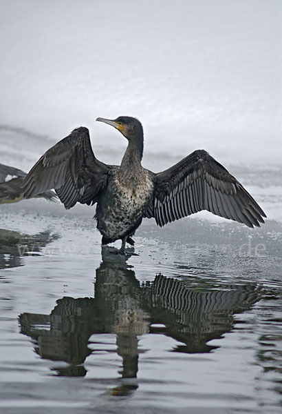 Kormoran (Phalacrocorax carbo)