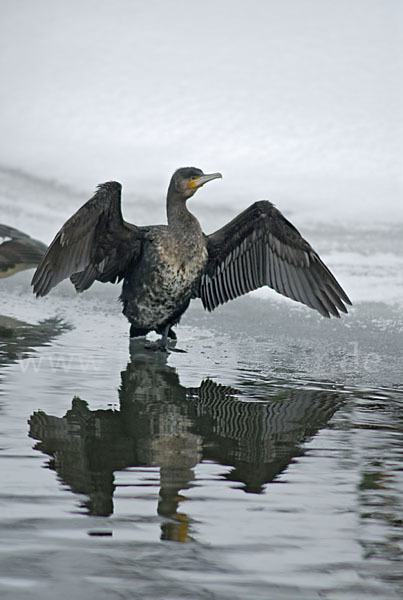 Kormoran (Phalacrocorax carbo)