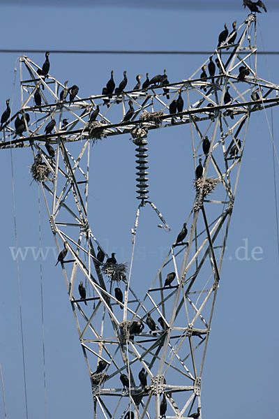 Kormoran (Phalacrocorax carbo)