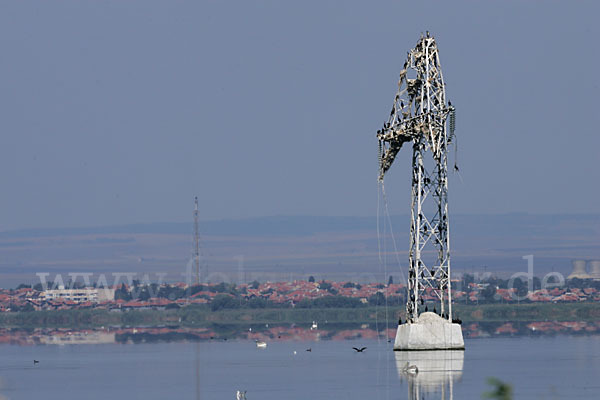 Kormoran (Phalacrocorax carbo)