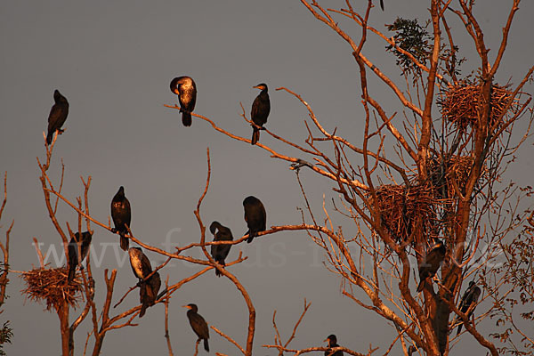 Kormoran (Phalacrocorax carbo)