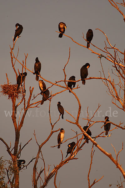 Kormoran (Phalacrocorax carbo)