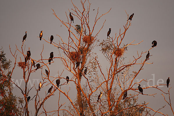 Kormoran (Phalacrocorax carbo)