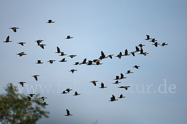 Kormoran (Phalacrocorax carbo)