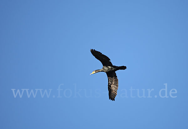 Kormoran (Phalacrocorax carbo)