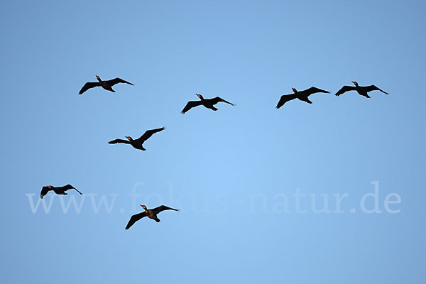 Kormoran (Phalacrocorax carbo)