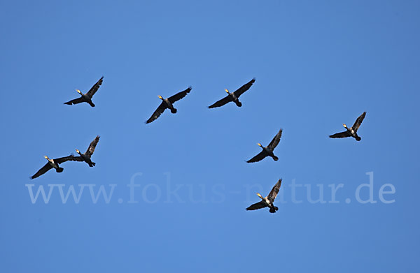 Kormoran (Phalacrocorax carbo)