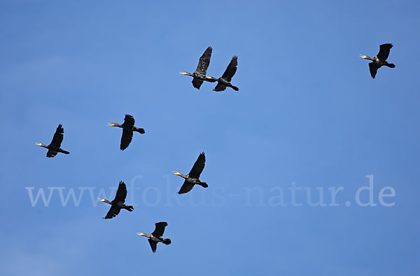 Kormoran (Phalacrocorax carbo)