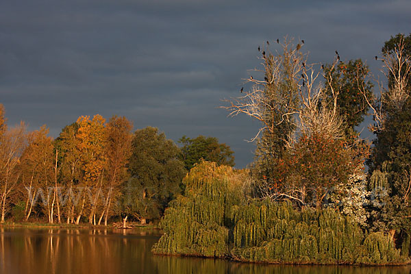 Kormoran (Phalacrocorax carbo)