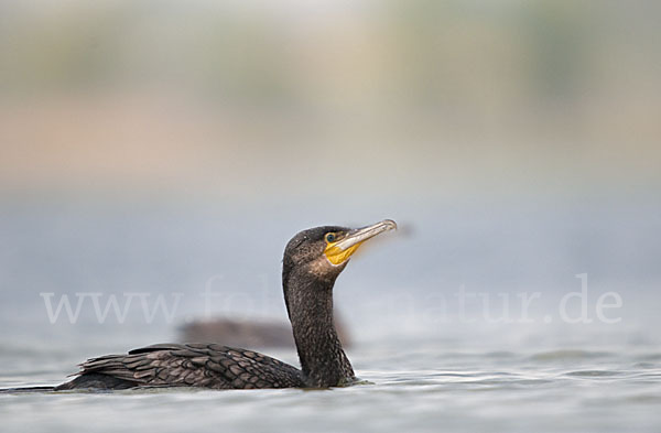 Kormoran (Phalacrocorax carbo)