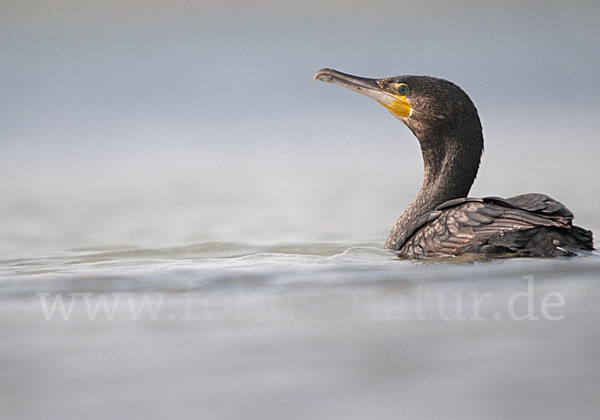 Kormoran (Phalacrocorax carbo)