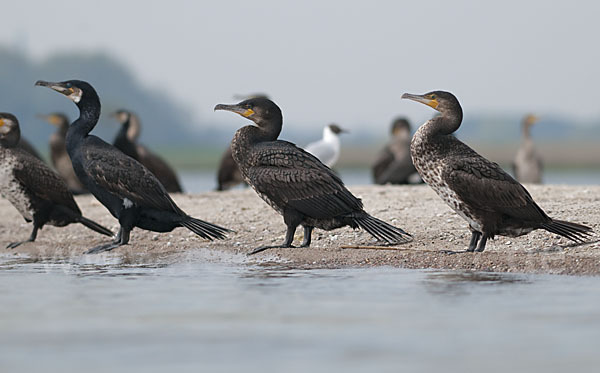 Kormoran (Phalacrocorax carbo)