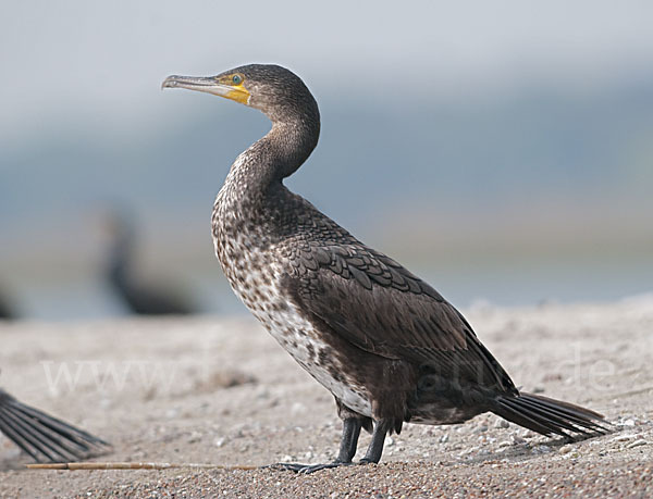 Kormoran (Phalacrocorax carbo)