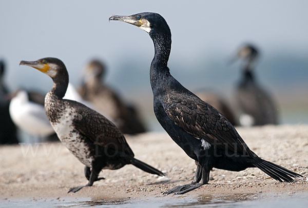 Kormoran (Phalacrocorax carbo)