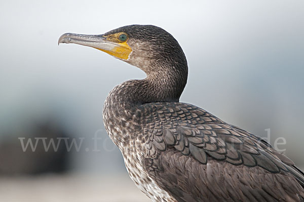 Kormoran (Phalacrocorax carbo)