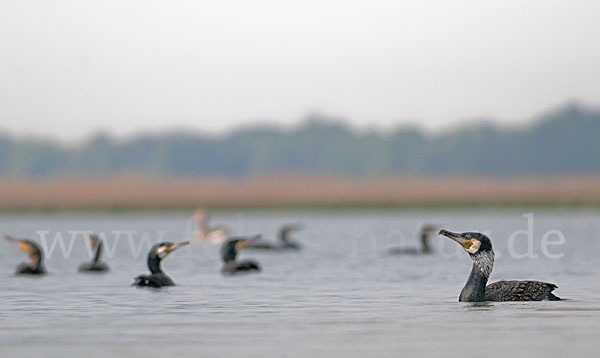 Kormoran (Phalacrocorax carbo)