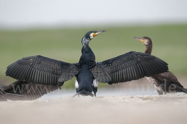 Kormoran (Phalacrocorax carbo)