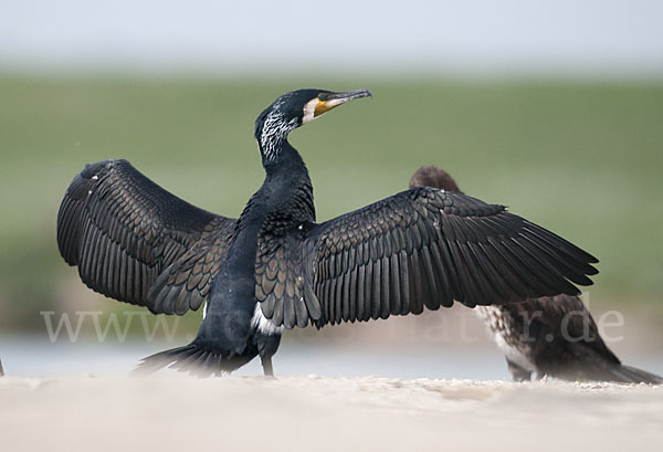 Kormoran (Phalacrocorax carbo)