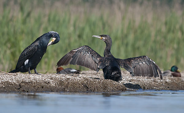 Kormoran (Phalacrocorax carbo)