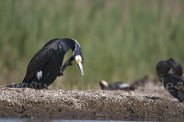 Kormoran (Phalacrocorax carbo)