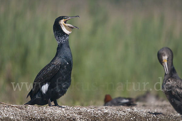 Kormoran (Phalacrocorax carbo)