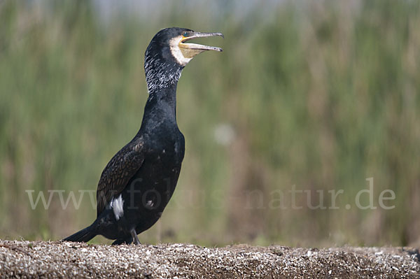 Kormoran (Phalacrocorax carbo)