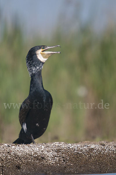 Kormoran (Phalacrocorax carbo)