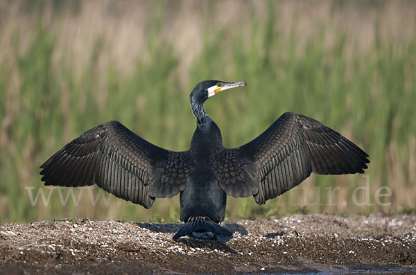 Kormoran (Phalacrocorax carbo)