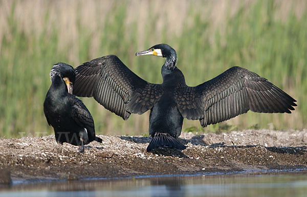 Kormoran (Phalacrocorax carbo)