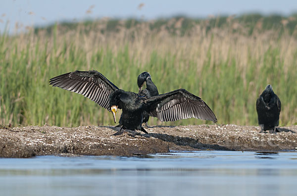 Kormoran (Phalacrocorax carbo)