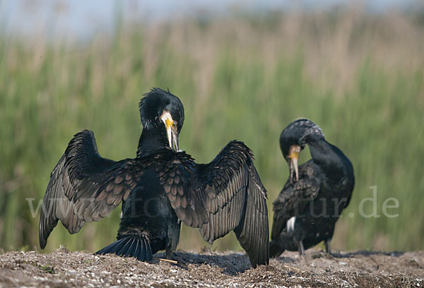 Kormoran (Phalacrocorax carbo)