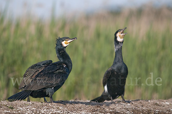 Kormoran (Phalacrocorax carbo)