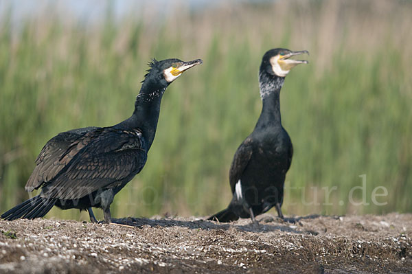 Kormoran (Phalacrocorax carbo)