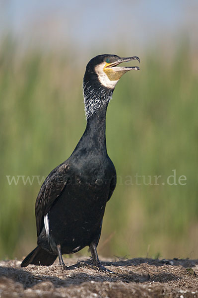 Kormoran (Phalacrocorax carbo)