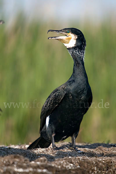 Kormoran (Phalacrocorax carbo)