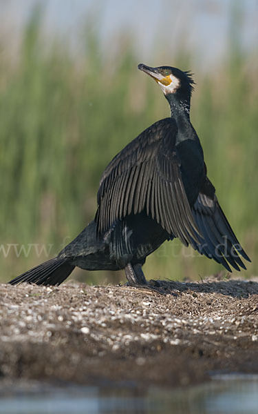 Kormoran (Phalacrocorax carbo)