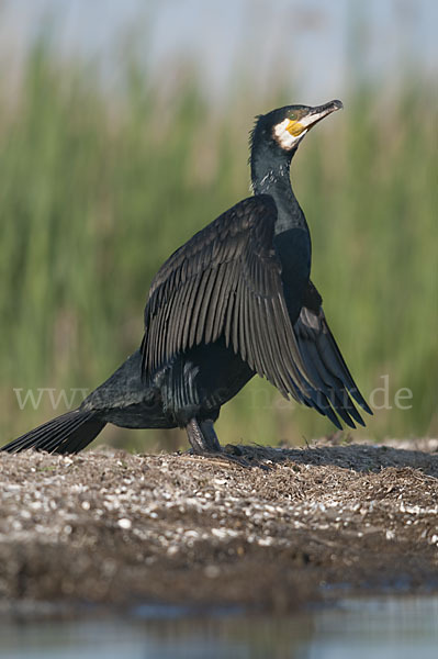 Kormoran (Phalacrocorax carbo)