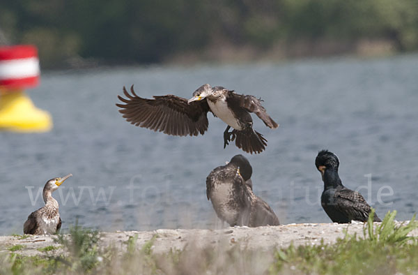 Kormoran (Phalacrocorax carbo)