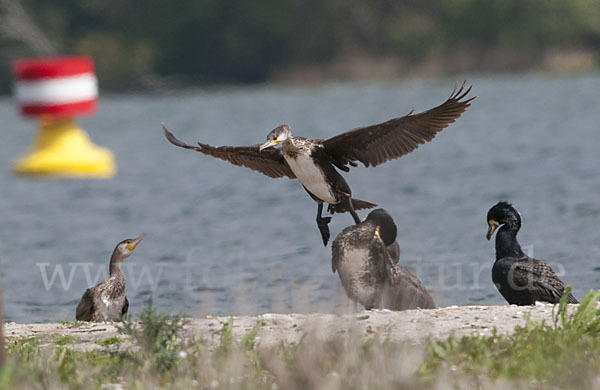 Kormoran (Phalacrocorax carbo)