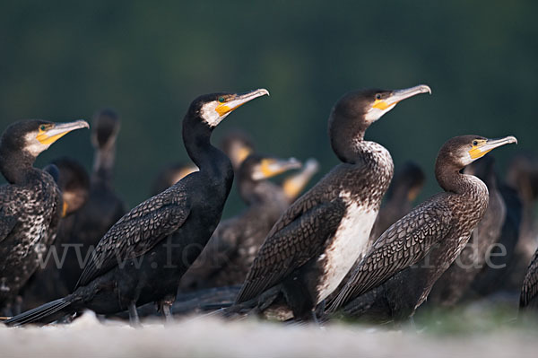 Kormoran (Phalacrocorax carbo)